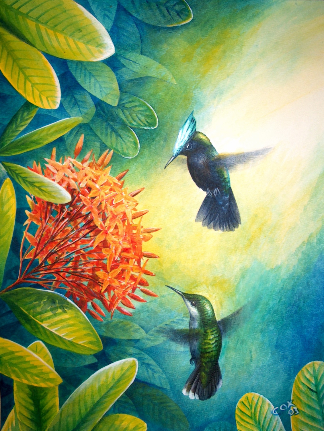 Antillean Crested Hummingbirds & Ixora, Acrylic on paper, 16x12"