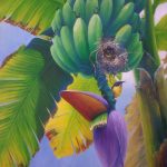 Bananaquits among bananas, Acrylic on canvas, 36x24"
