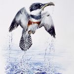 Belted Kingfisher, Watercolour & acrylic on paper, 22x15"
