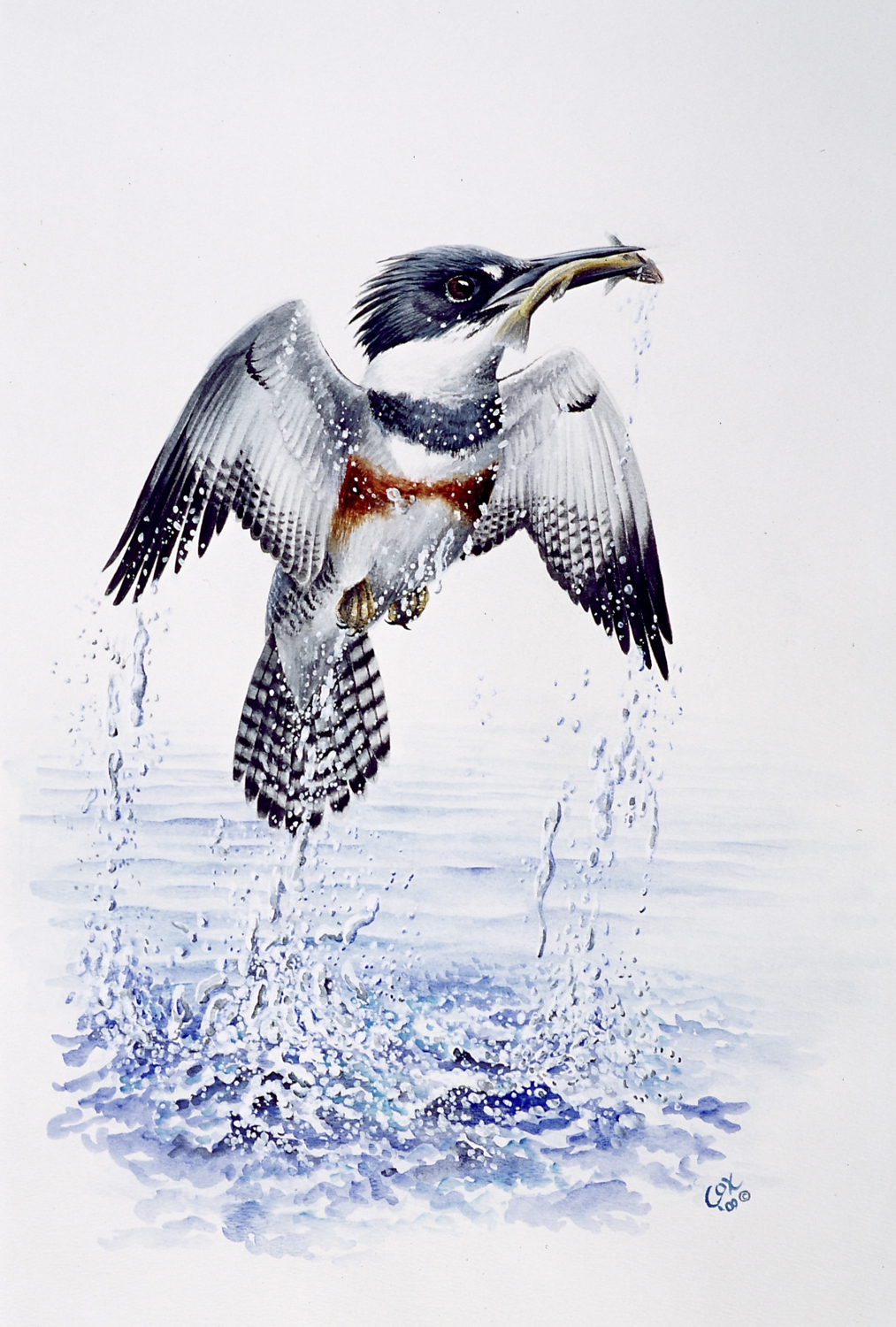 Belted Kingfisher, Watercolour & acrylic on paper, 22x15"