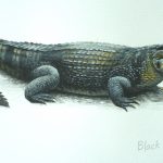 Black Caiman, Acrylic on paper, 12x16" (for WWF Guianas poster)