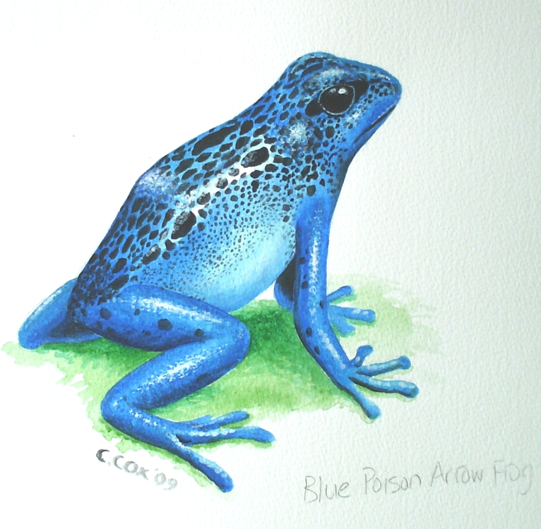 Blue Poison Arrow Frog, Acrylic on paper, 12x16" (for WWF Guianas poster)