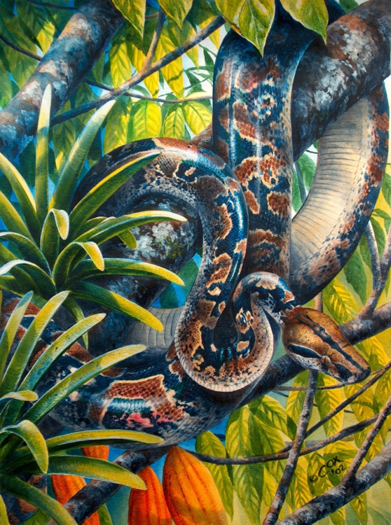 Boa constrictor in cocoa, Acrylic on paper, 22x16"