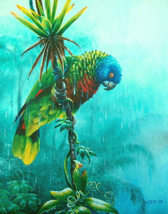 'Drenched' St. Lucia Parrot, Acrylic on canvas, 20x16"