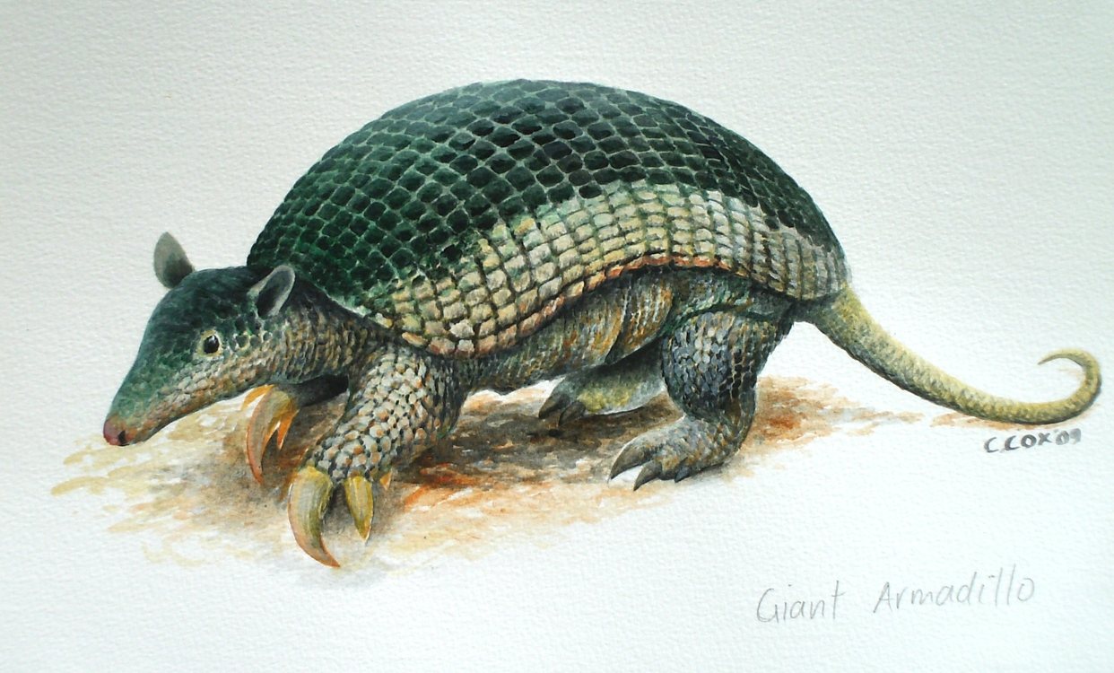 Giant Armadillo, Acrylic on paper, 12x16" (for WWF Guianas poster)