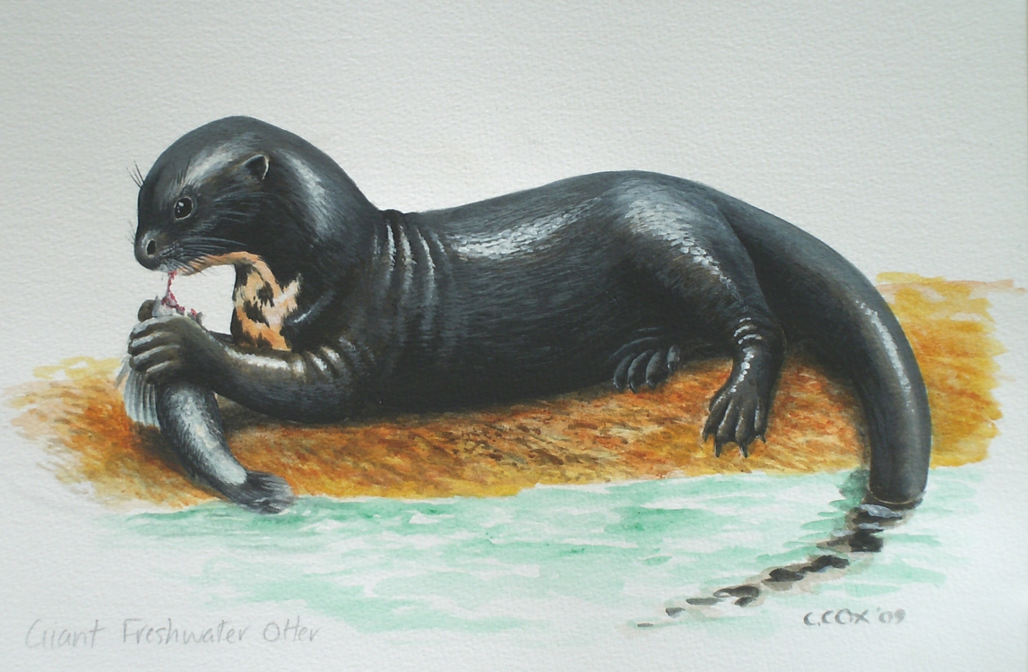 Giant River Otter, Acrylic on paper, 12x16" (for WWF Guianas poster)