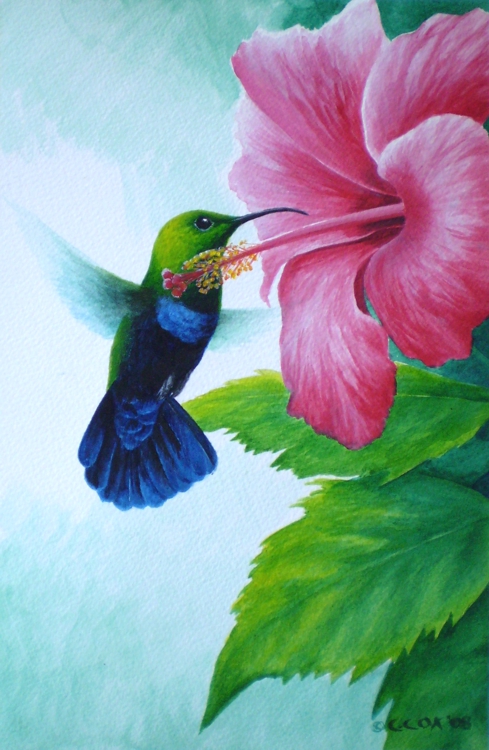Green-throated Carib & hibiscus, Acrylic on paper, 12x8"