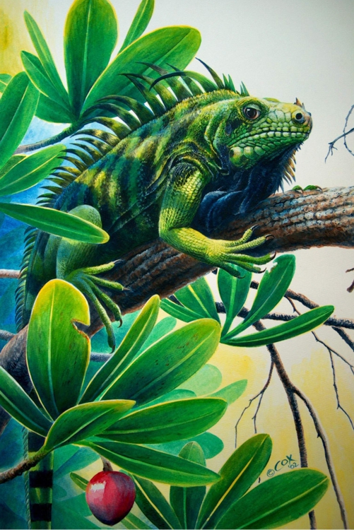 'Lazin' St. Lucia Iguana, Acrylic on paper, 22x14"