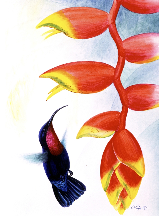 Purple-throated Carib & lobster claw heliconia, Watercolour, 16x12"