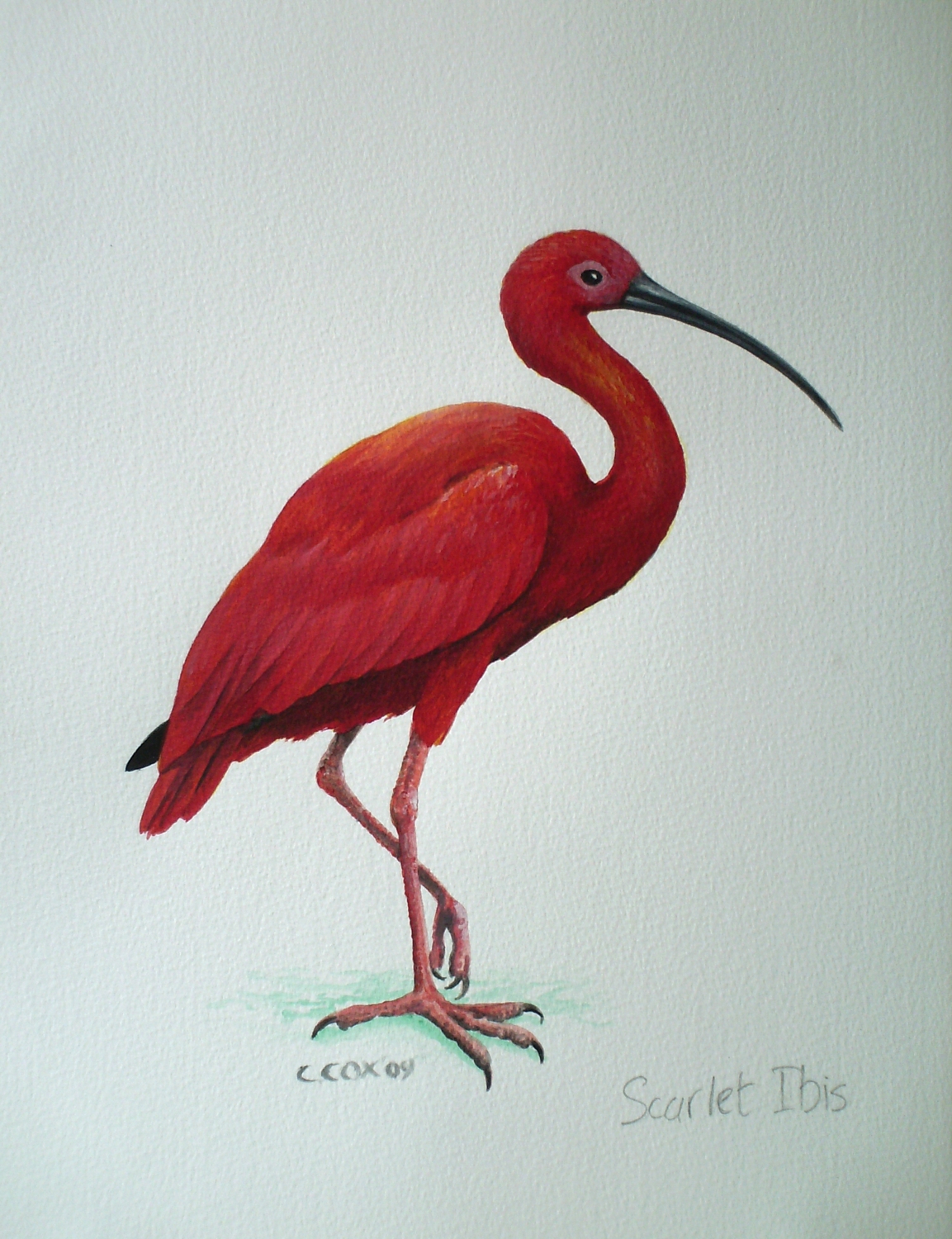 Scarlet Ibis, Acrylic on paper, 16x12"