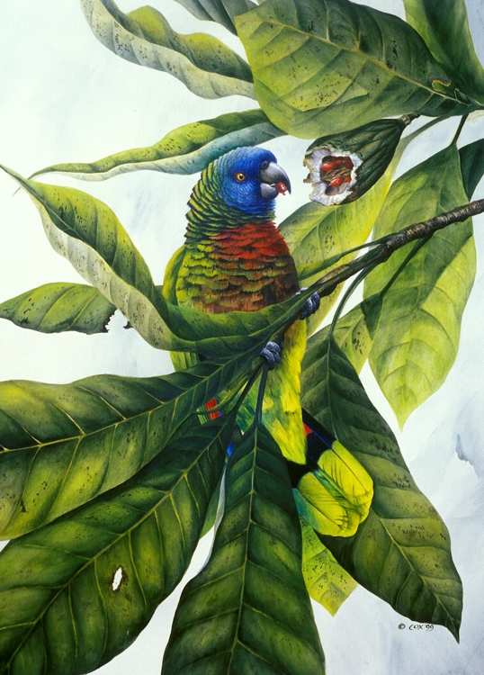 St. Lucia Parrot and bwa pain maron, Watercolour, 30x22"