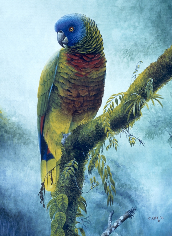'Majestic' St. Lucia Parrot, Watercolour, 20x16"
