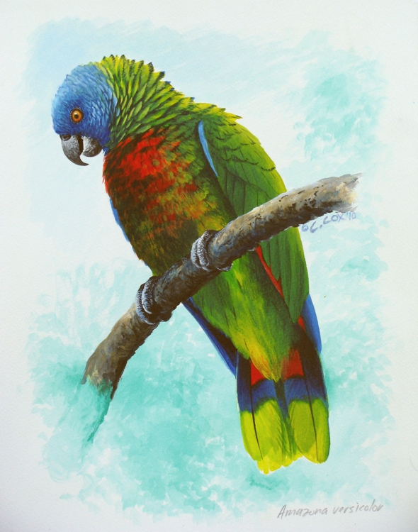 St. Lucia Parrot, Acrylic on paper, 
