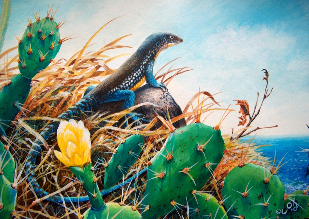 St. Lucia Whiptail, Acrylic on paper, 12x22"