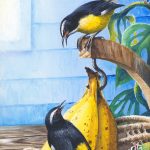 They're Mine! Bananaquits, Acrylic on paper, 10x8" 