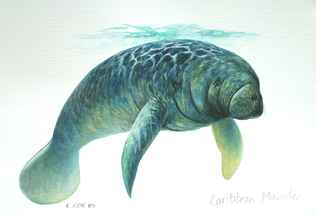 Caribbean Manatee, Acrylic on paper, 12x16" (for WWF Guianas poster)