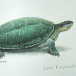Giant Freshwater Turtle, Acrylic on paper, 12x16" (for WWF Guianas poster)