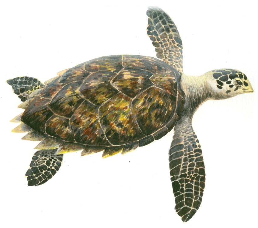 Hawksbill turtle, Acrylic on paper, 14x10" (for CITES St. Lucia poster)