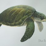 Olive Ridley turtle, Acrylic on paper, 12x16" (for WWF Guianas poster)