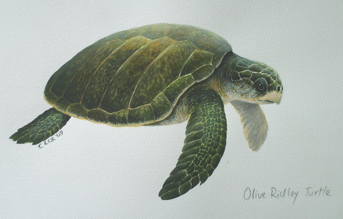 Olive Ridley turtle, Acrylic on paper, 12x16" (for WWF Guianas poster)