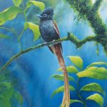 African Paradise Flycatcher   Oil on panelboard   18x14"
