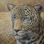 'Intentions'  Leopard, Oil on canvas, 20x16"