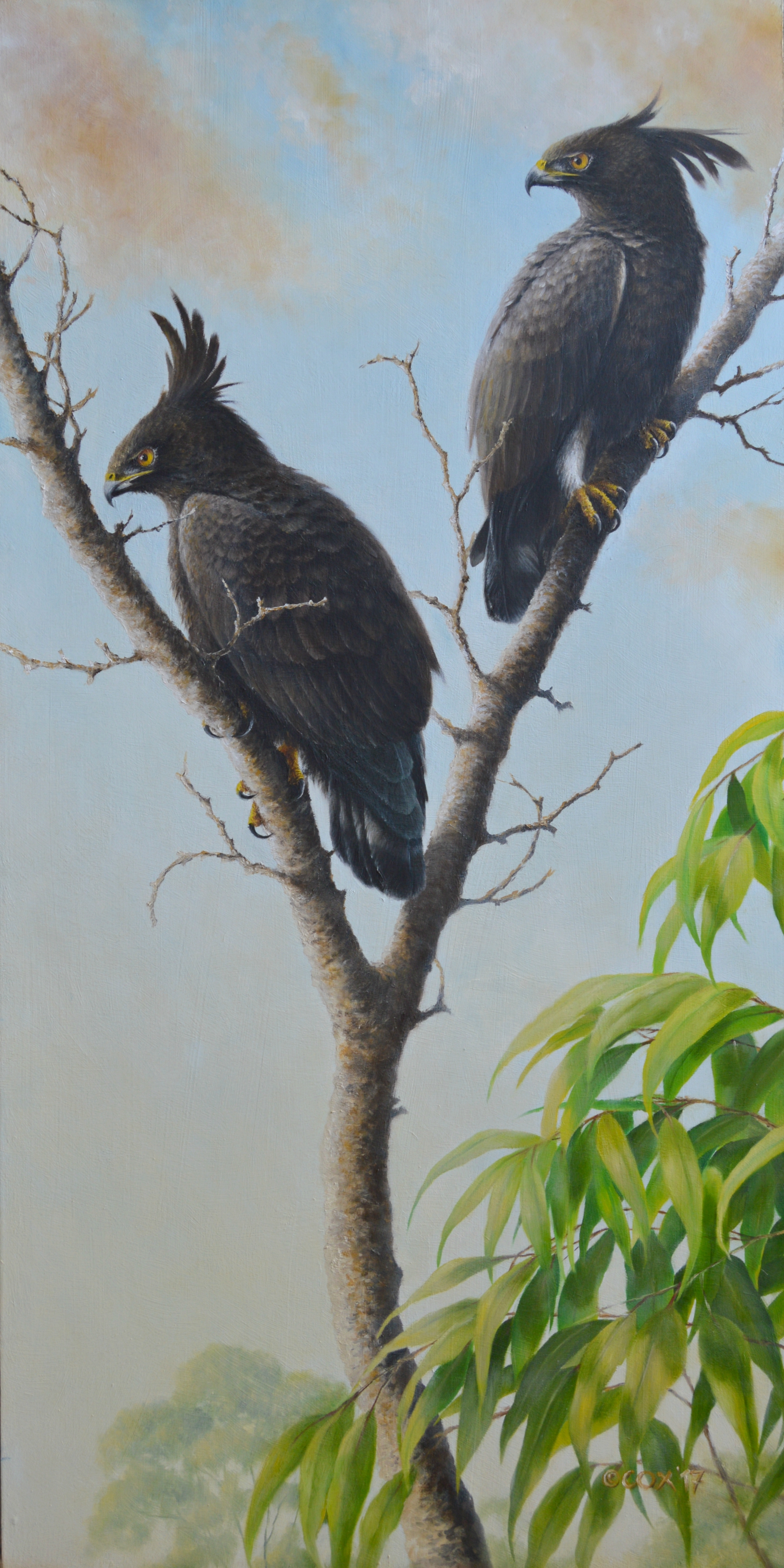 'Karura Perch' Long-crested Eagles Oil on panelboard 48x24"