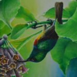 Eastern Double-collared Sunbird   Acrylic on canvas 9x12"