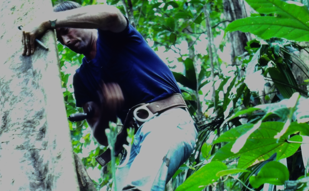 Wayne J. Arendt installing climbing spikes in tree for parrot nest box installation.  Saint Lucia 1981
